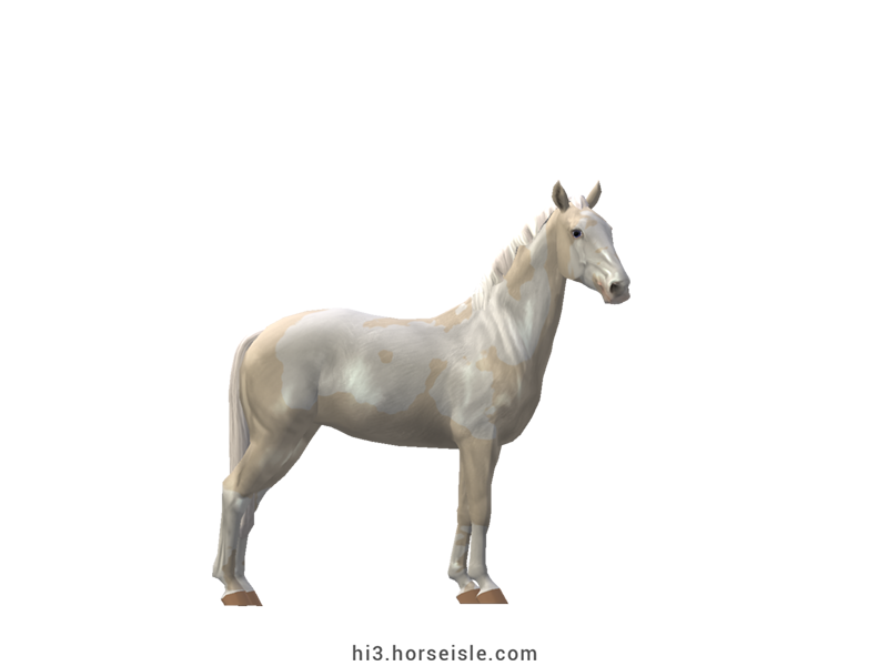 Spotted Saddle Horse Cremello Tovero Coat
